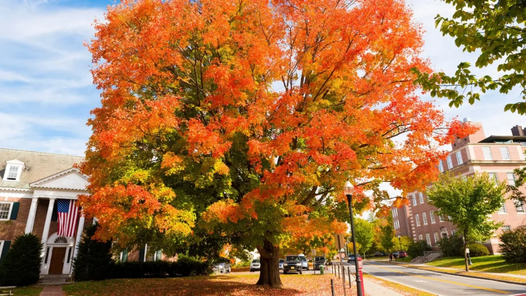 Hanover-New-Hampshire-Relocation-Guide