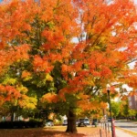 Hanover-New-Hampshire-Relocation-Guide